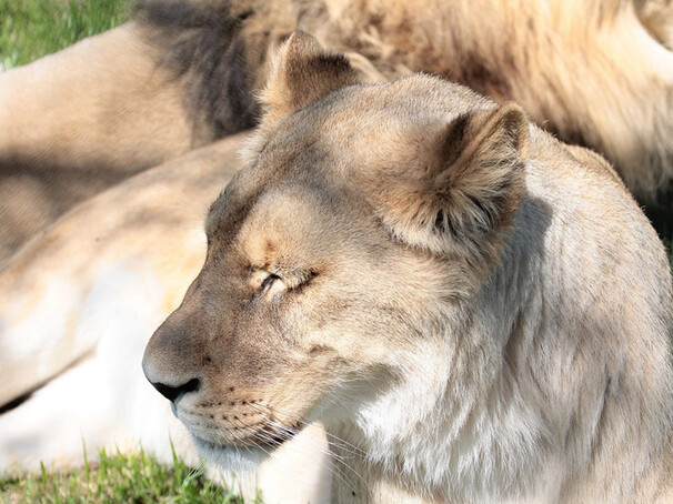 zoo delle Maitine